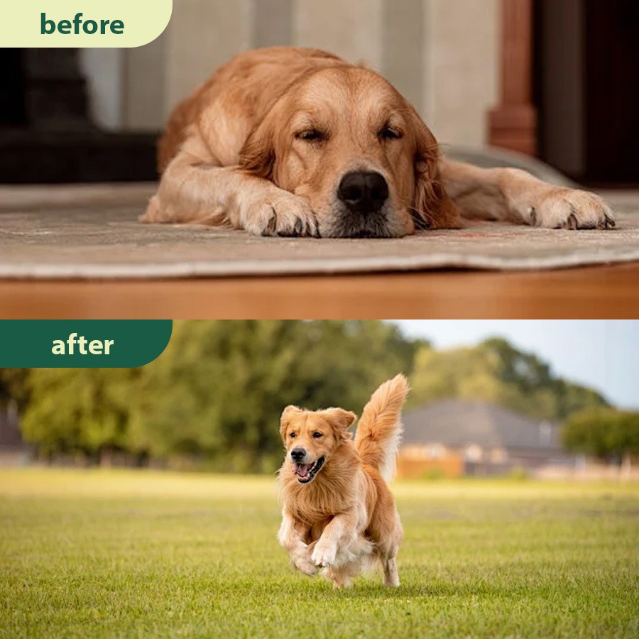 Pet Care Drops Parasite Cleanse