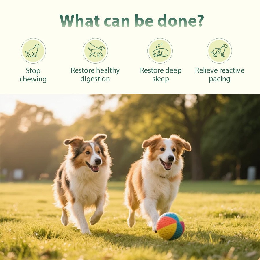 Pet Care Drops Parasite Cleanse