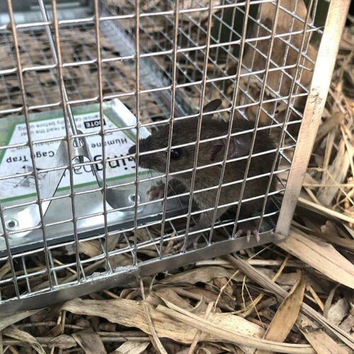 Humane Rat Trap Cage Live Animal Catch