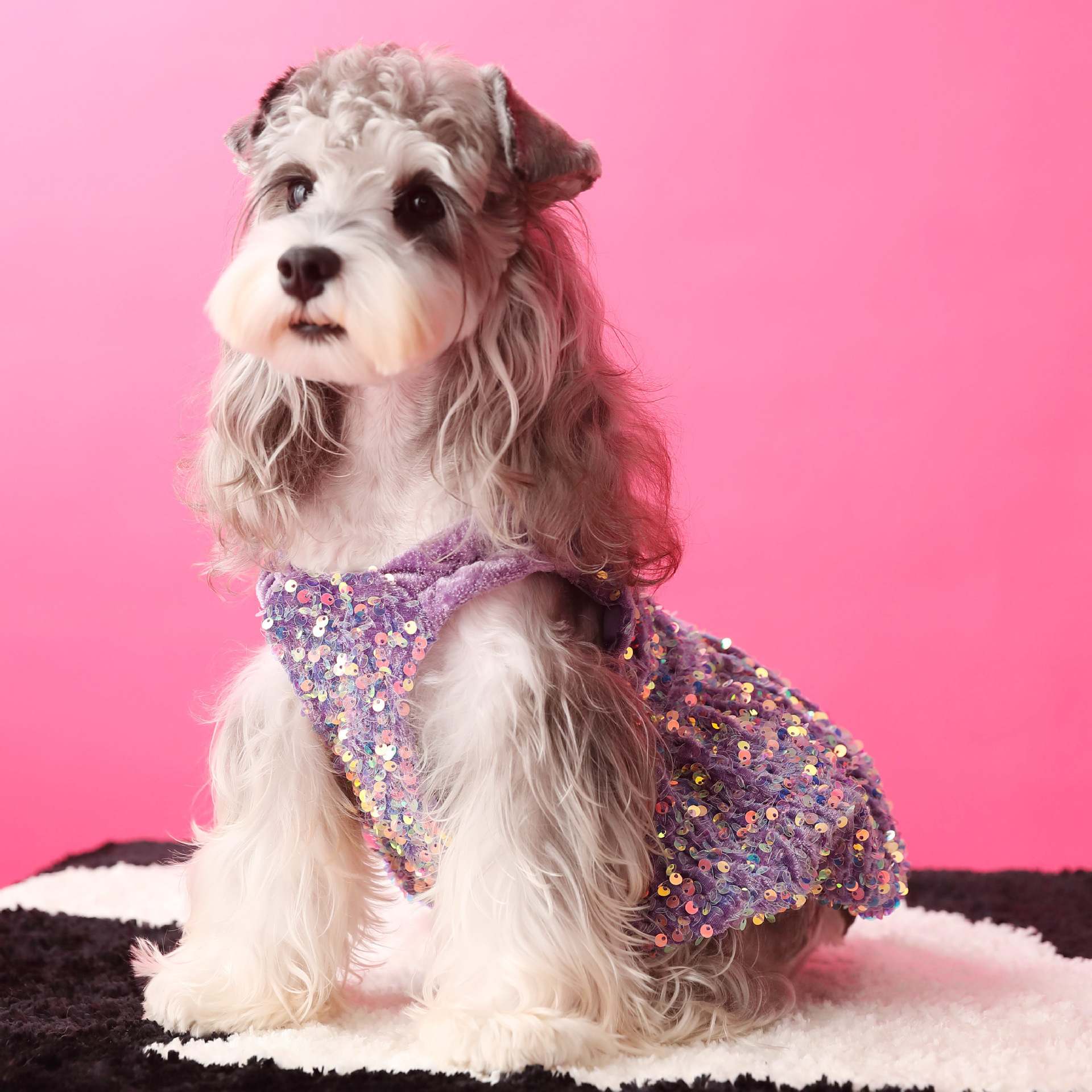 Female Dog Velvet Dress