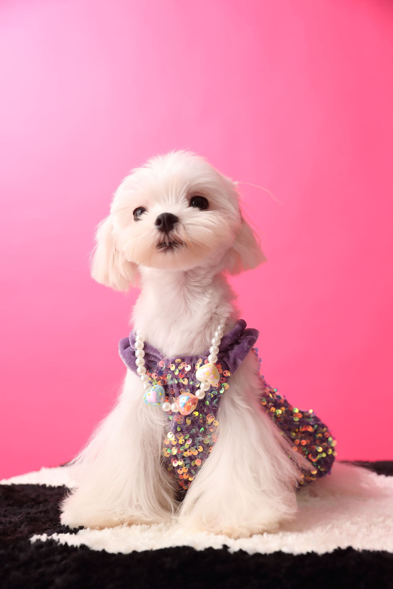 Female Dog Velvet Dress