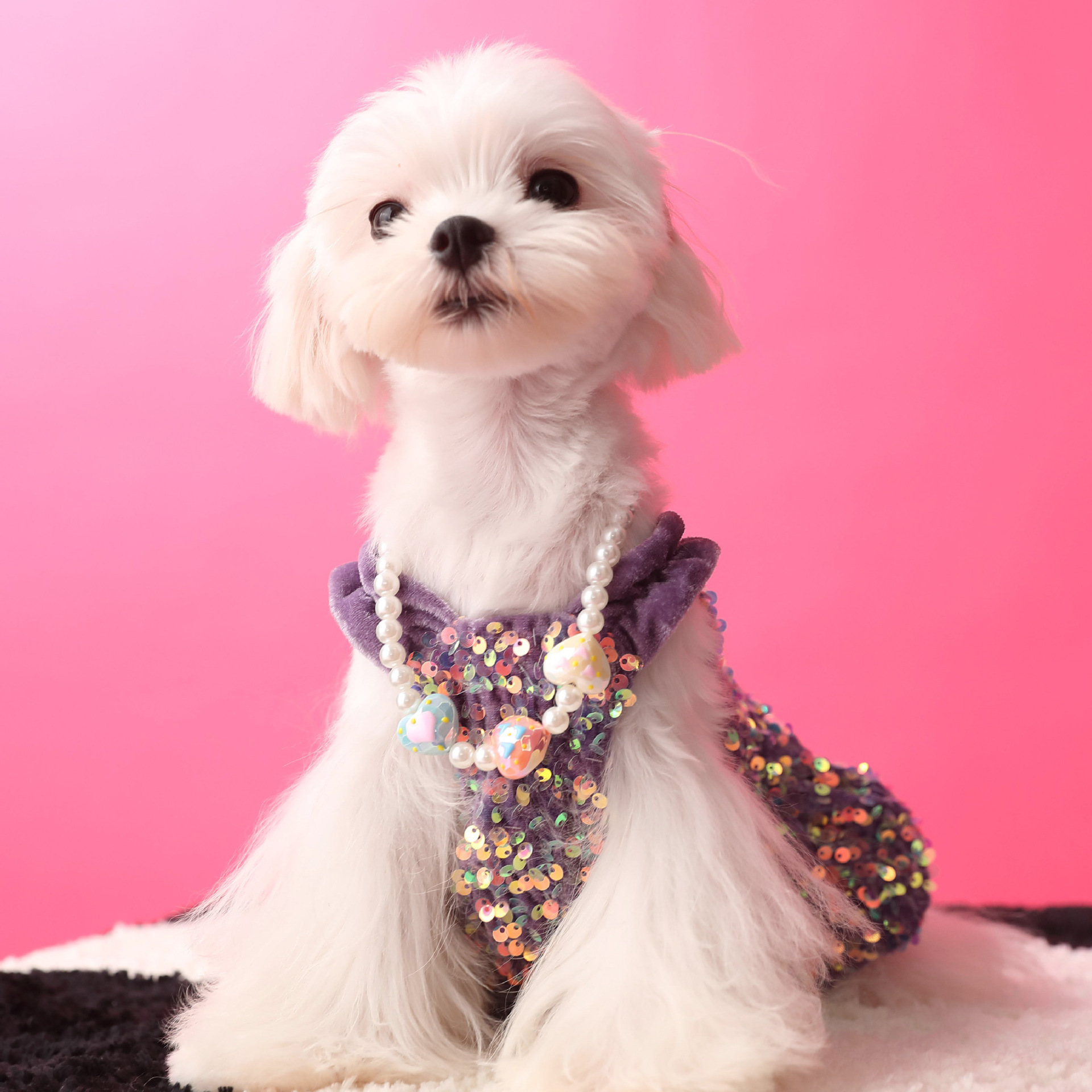 Female Dog Velvet Dress