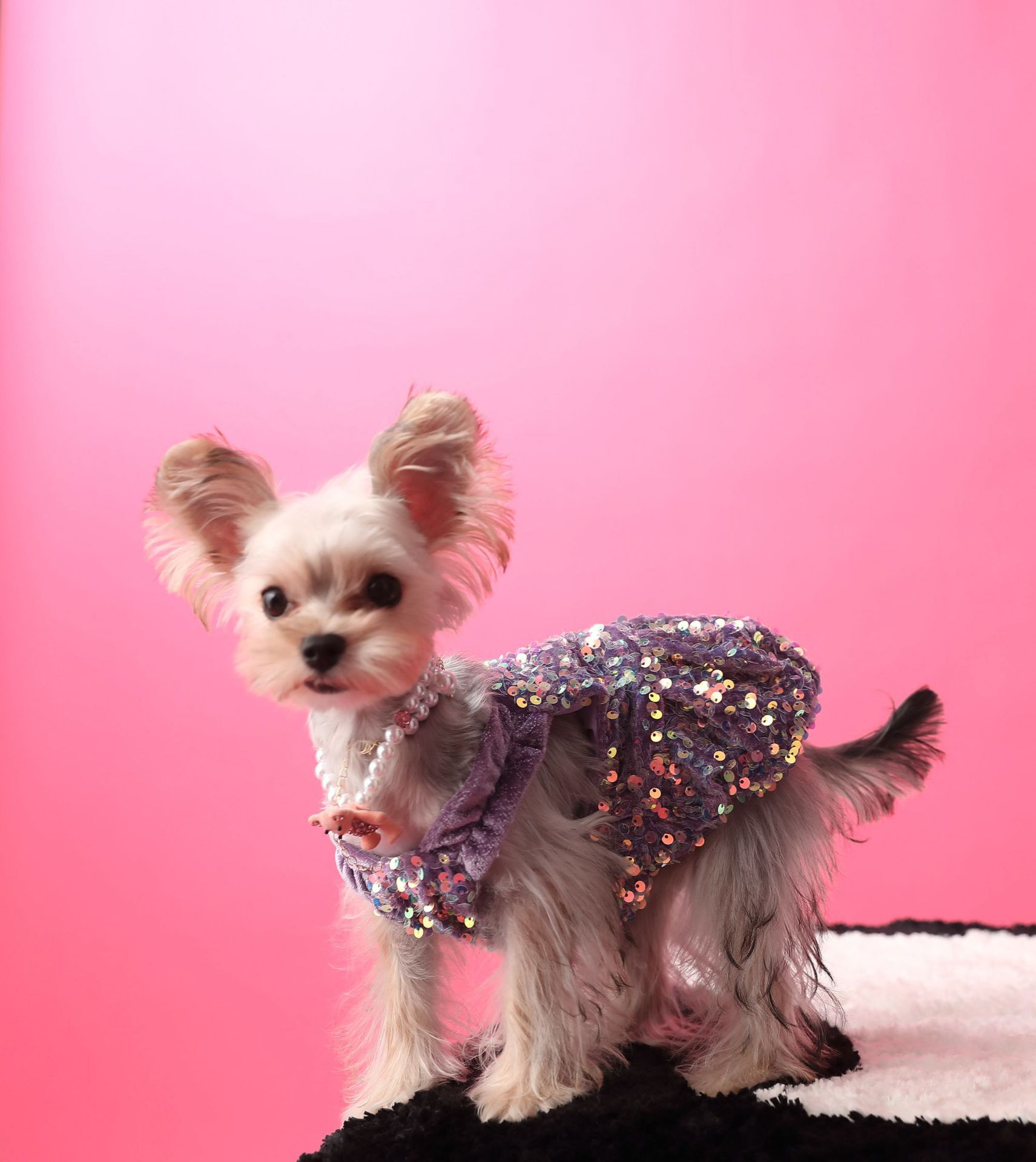 Female Dog Velvet Dress