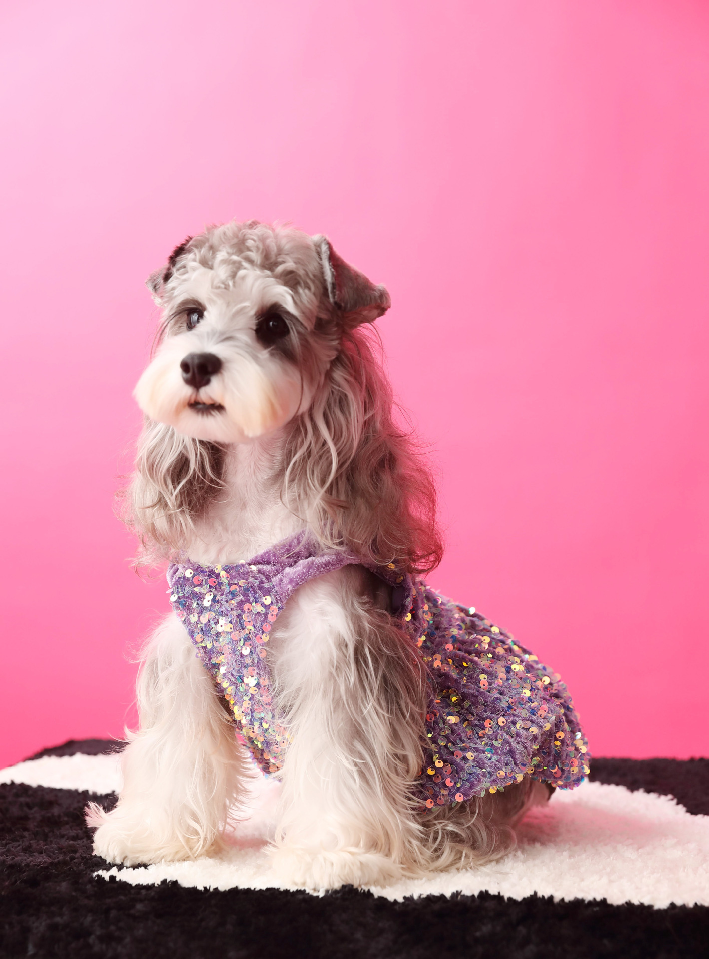 Female Dog Velvet Dress