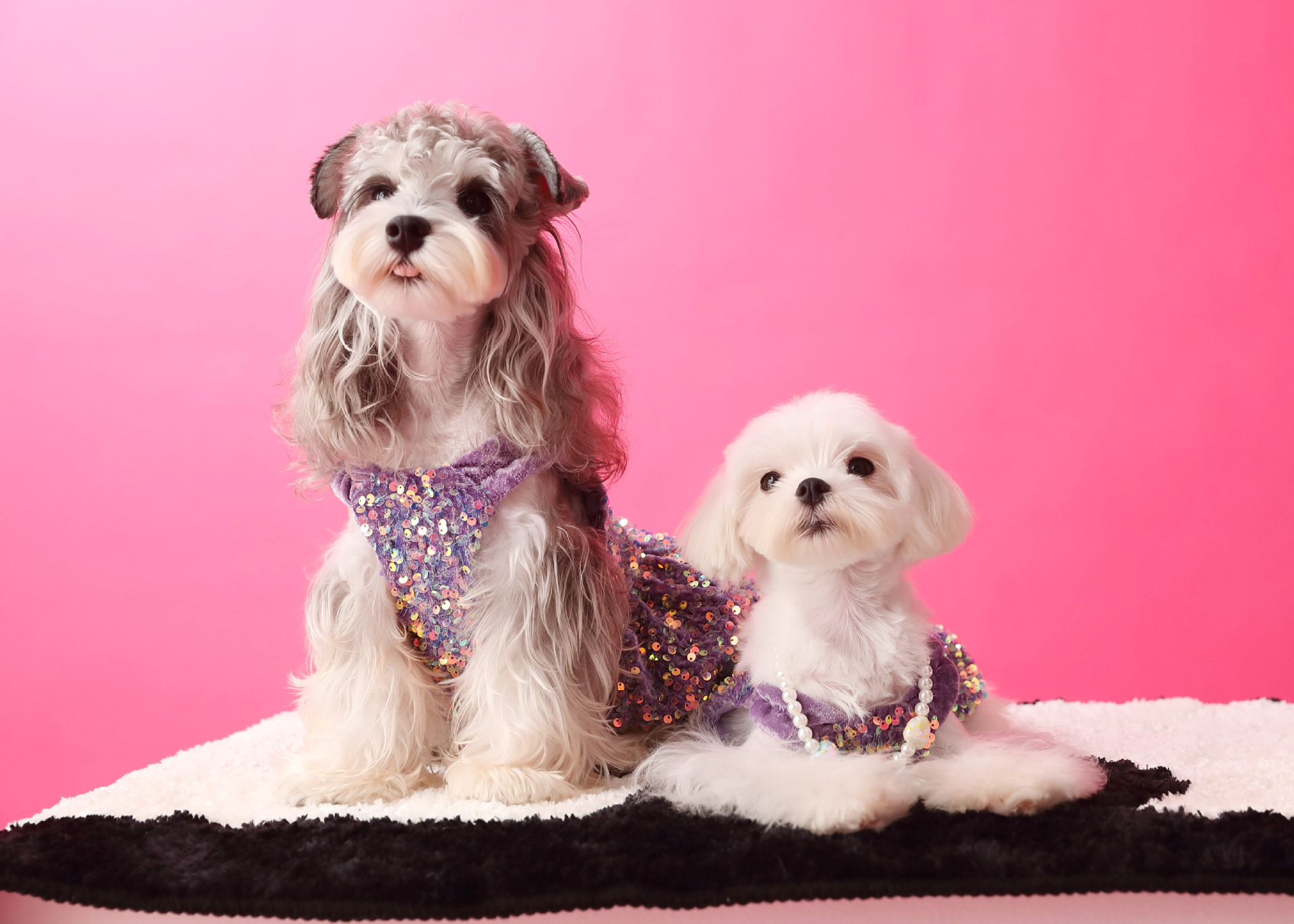 Female Dog Velvet Dress