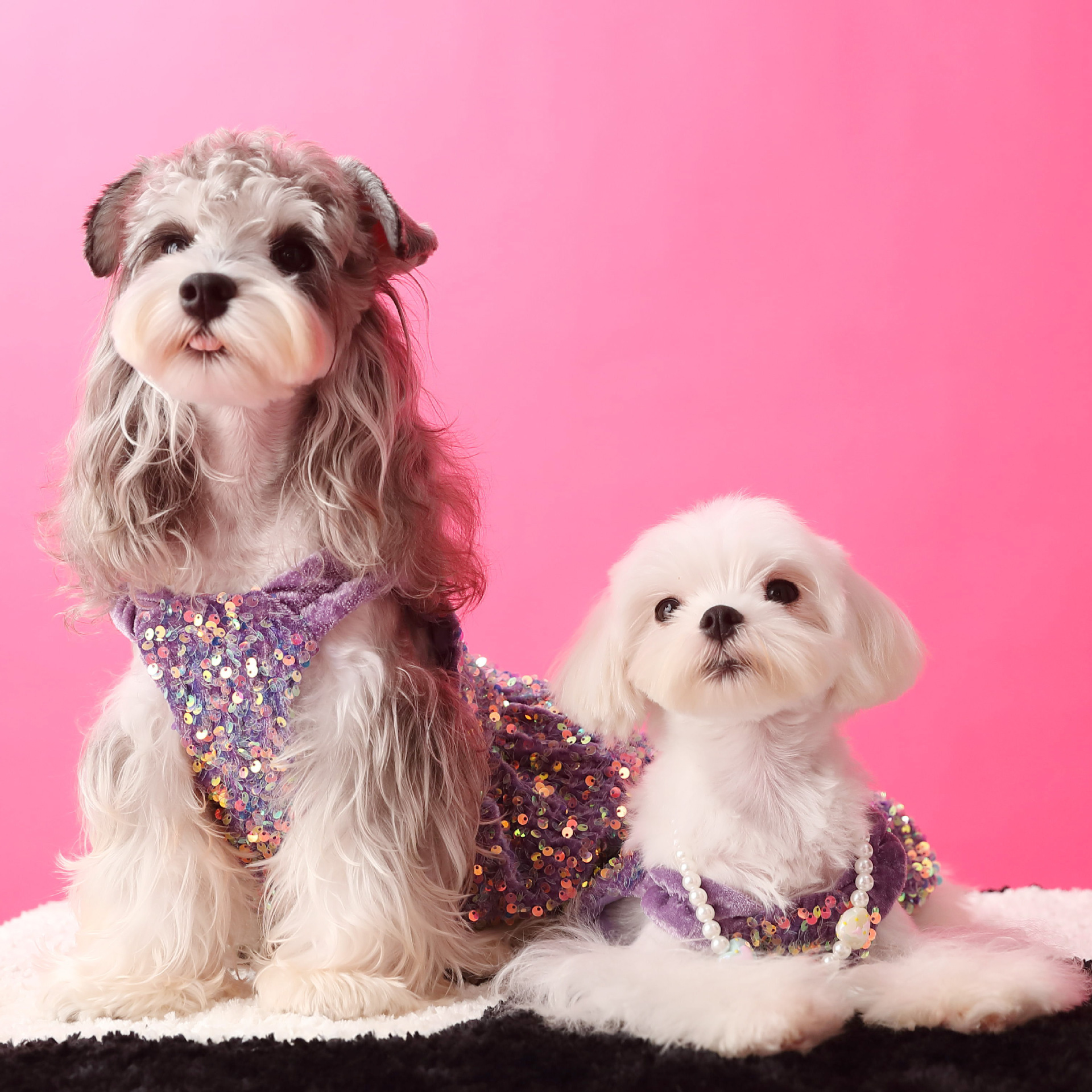 Female Dog Velvet Dress