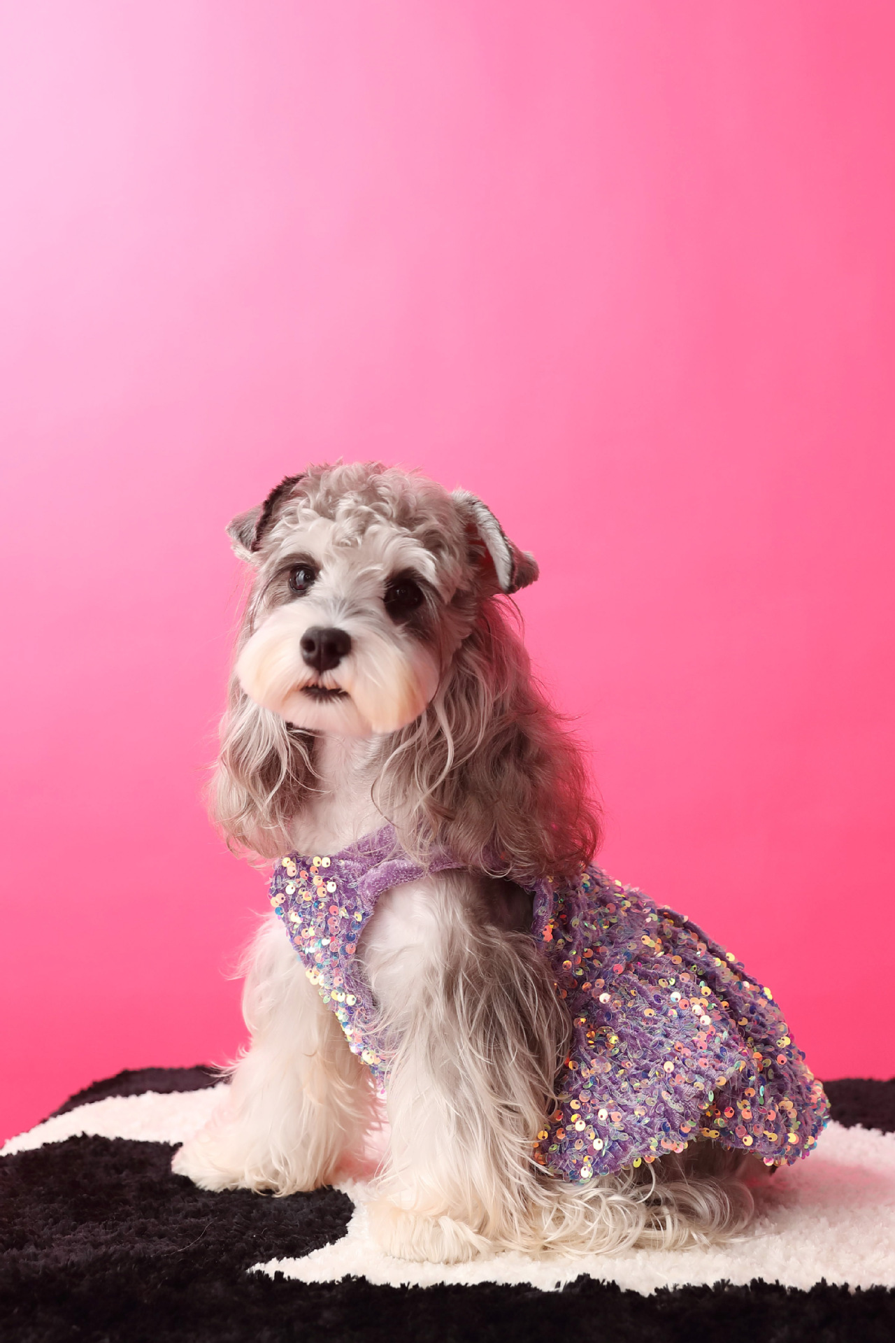 Female Dog Velvet Dress