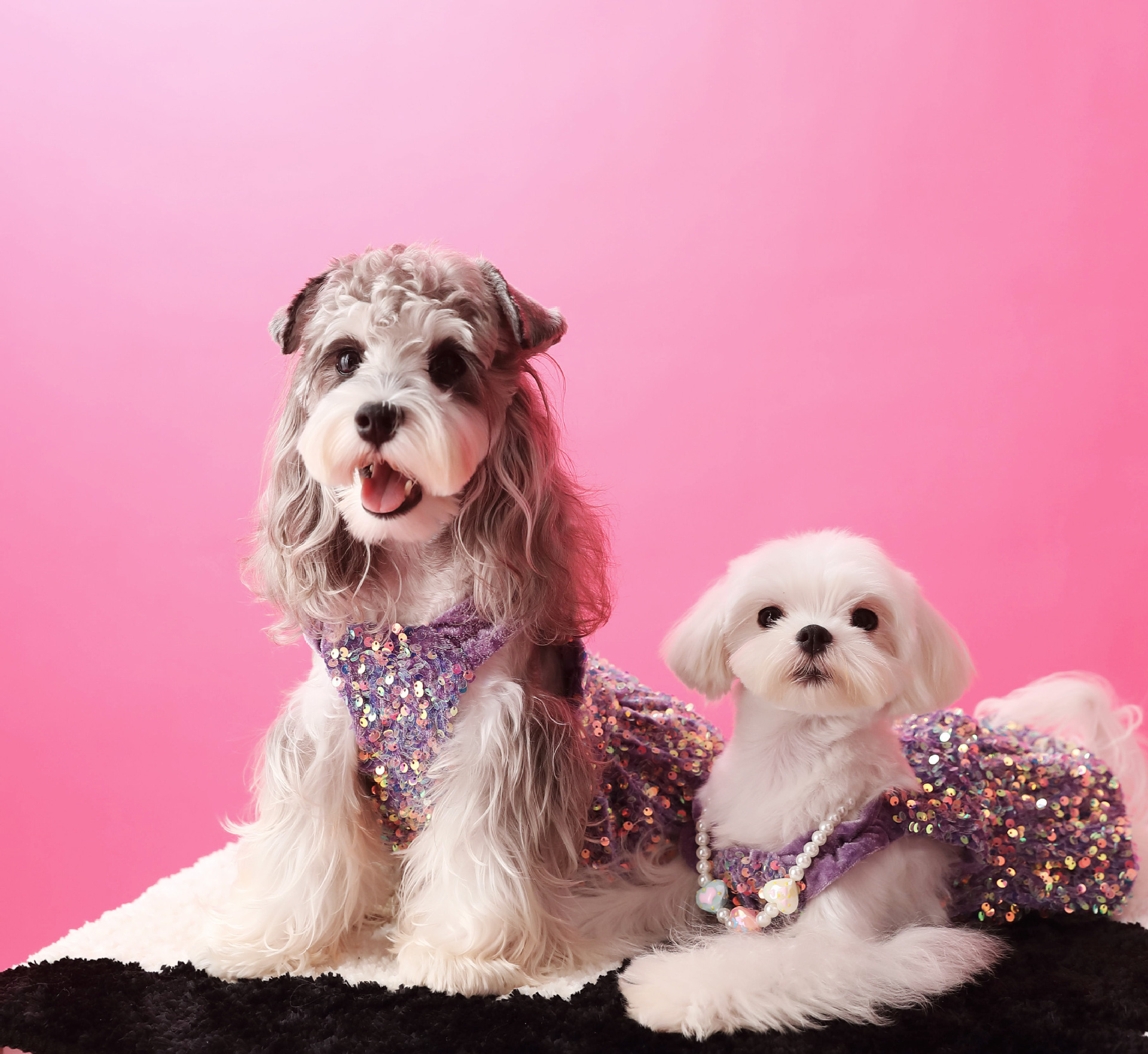 Female Dog Velvet Dress