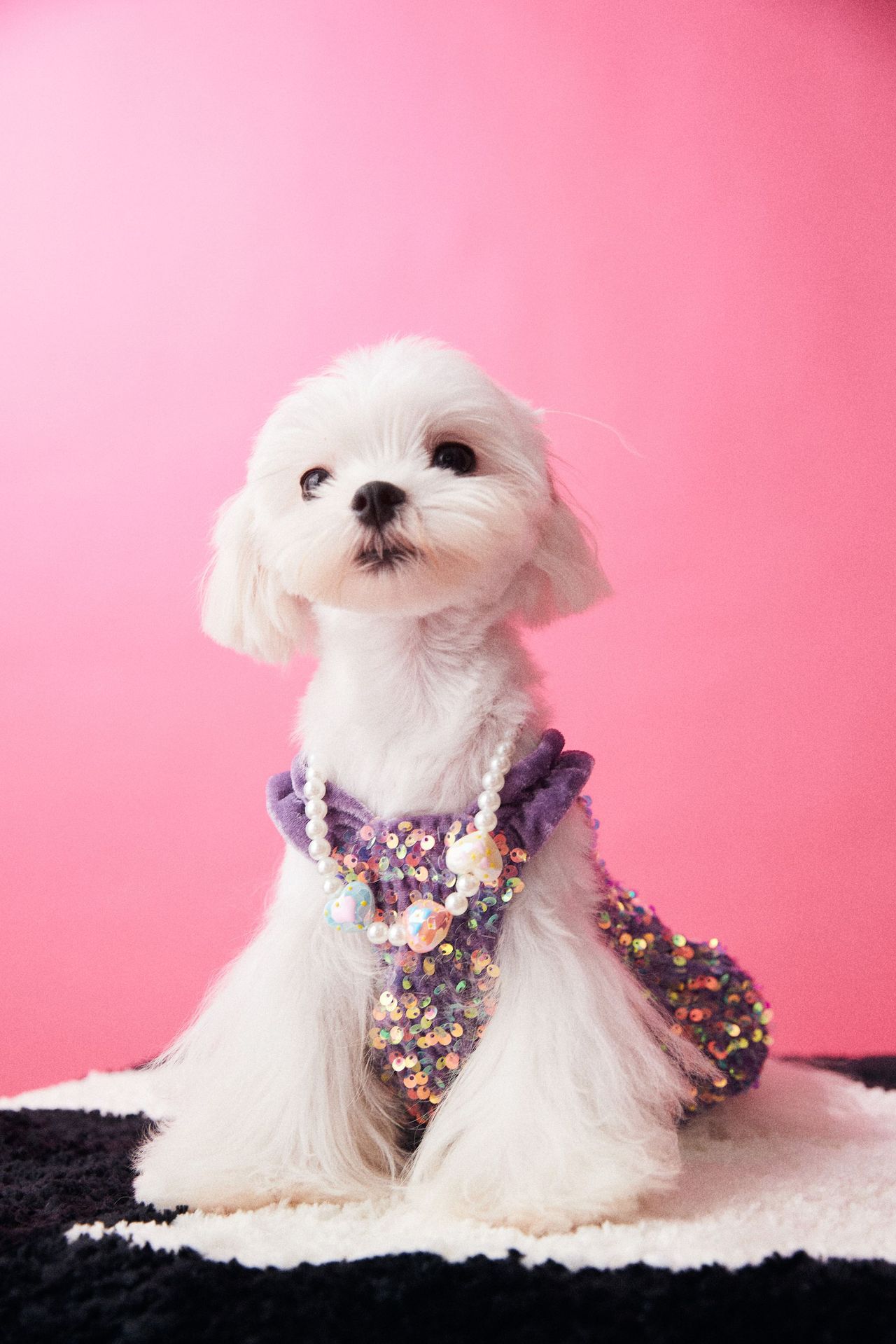 Female Dog Velvet Dress
