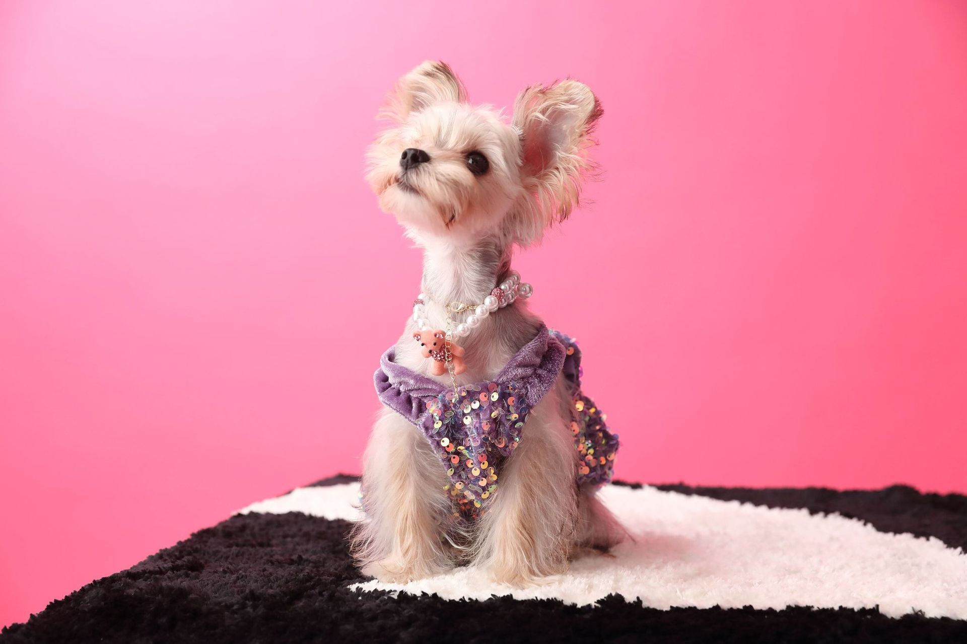 Female Dog Velvet Dress
