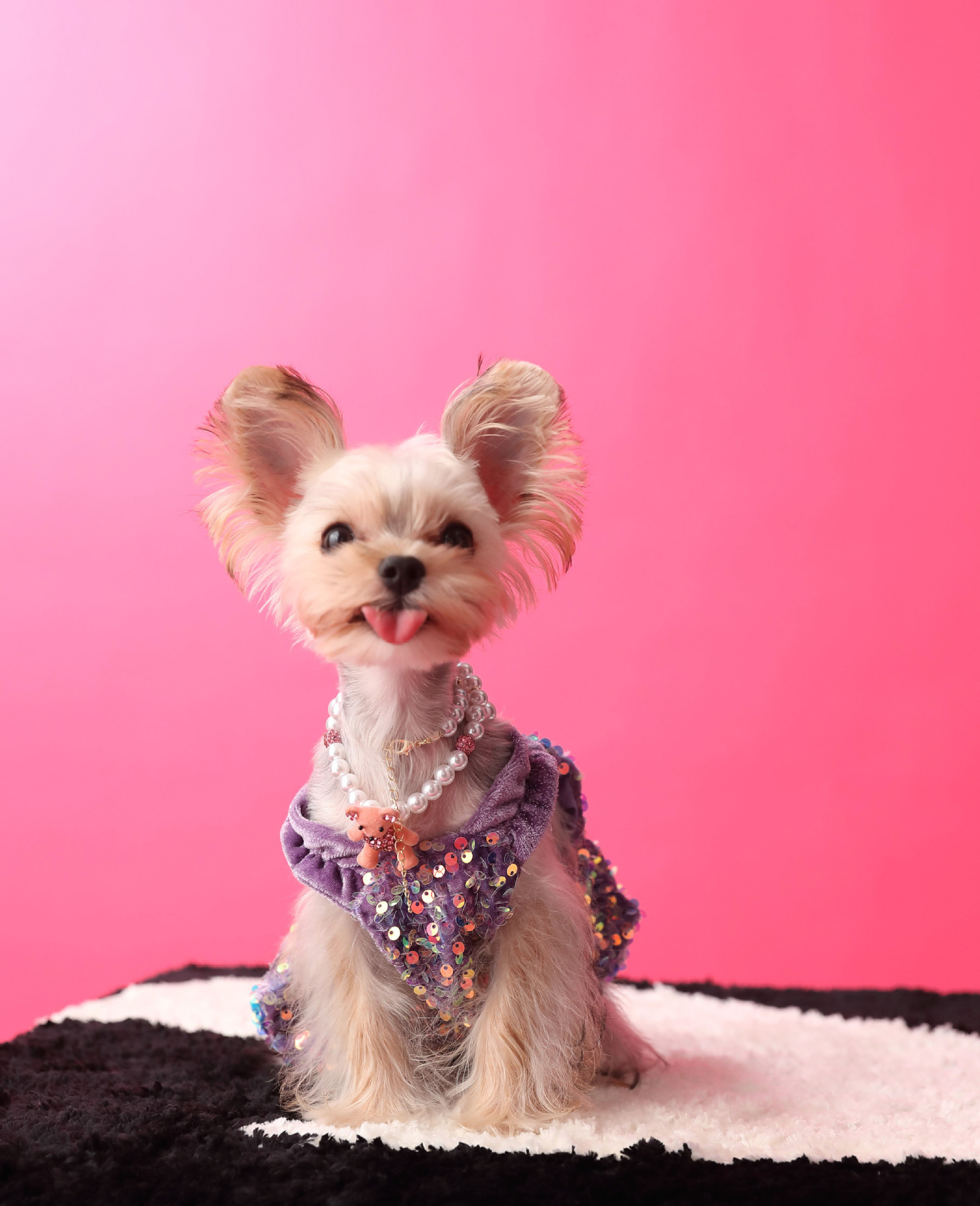 Female Dog Velvet Dress