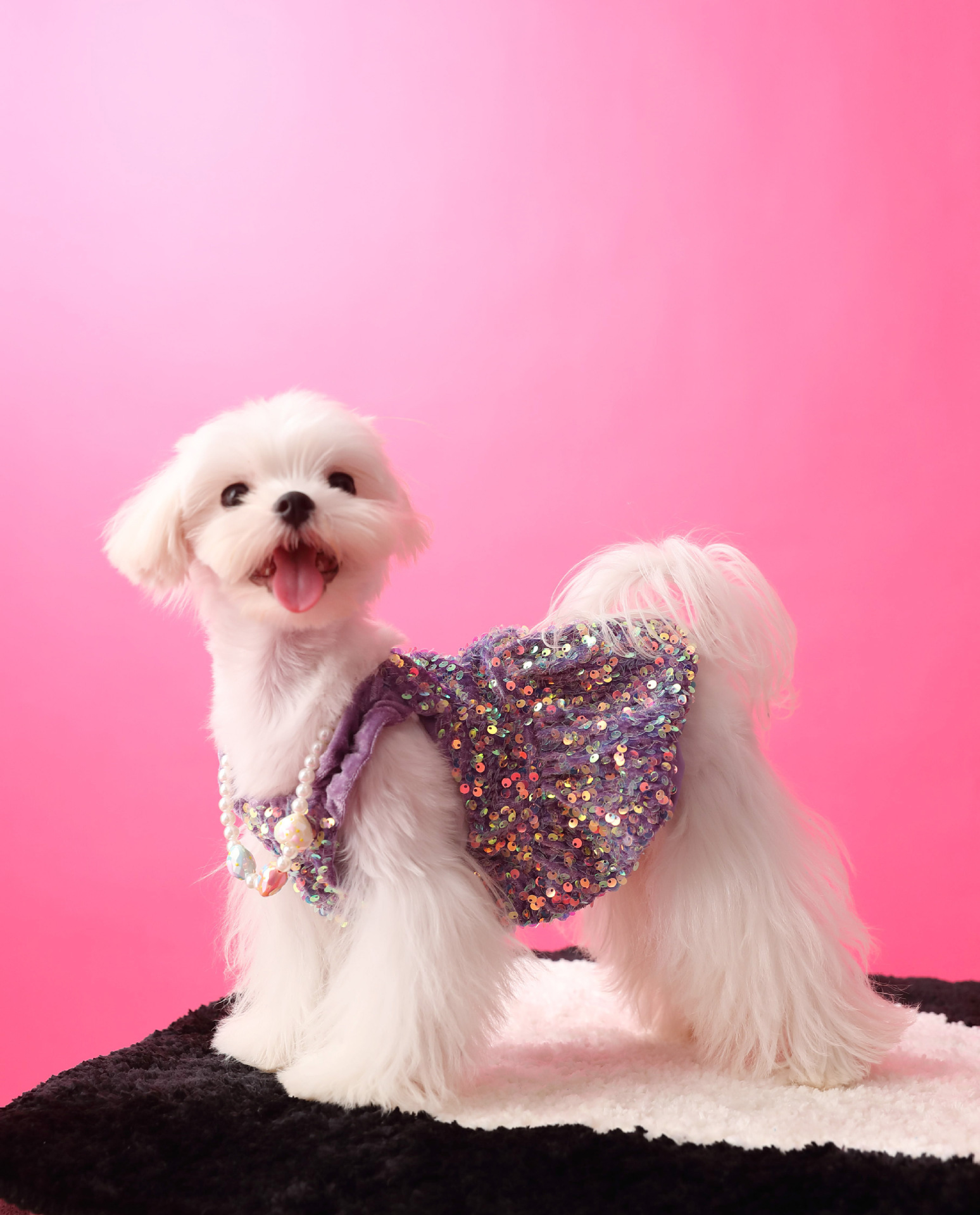 Female Dog Velvet Dress