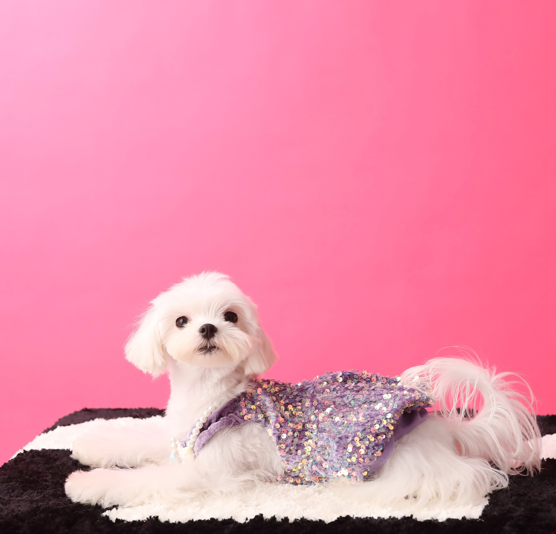 Female Dog Velvet Dress