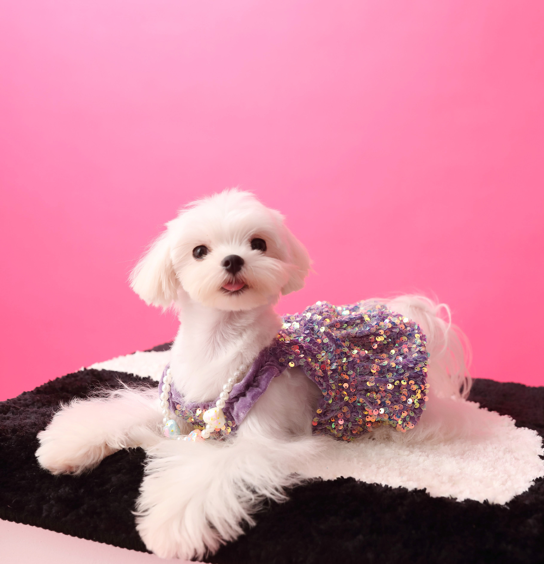 Female Dog Velvet Dress