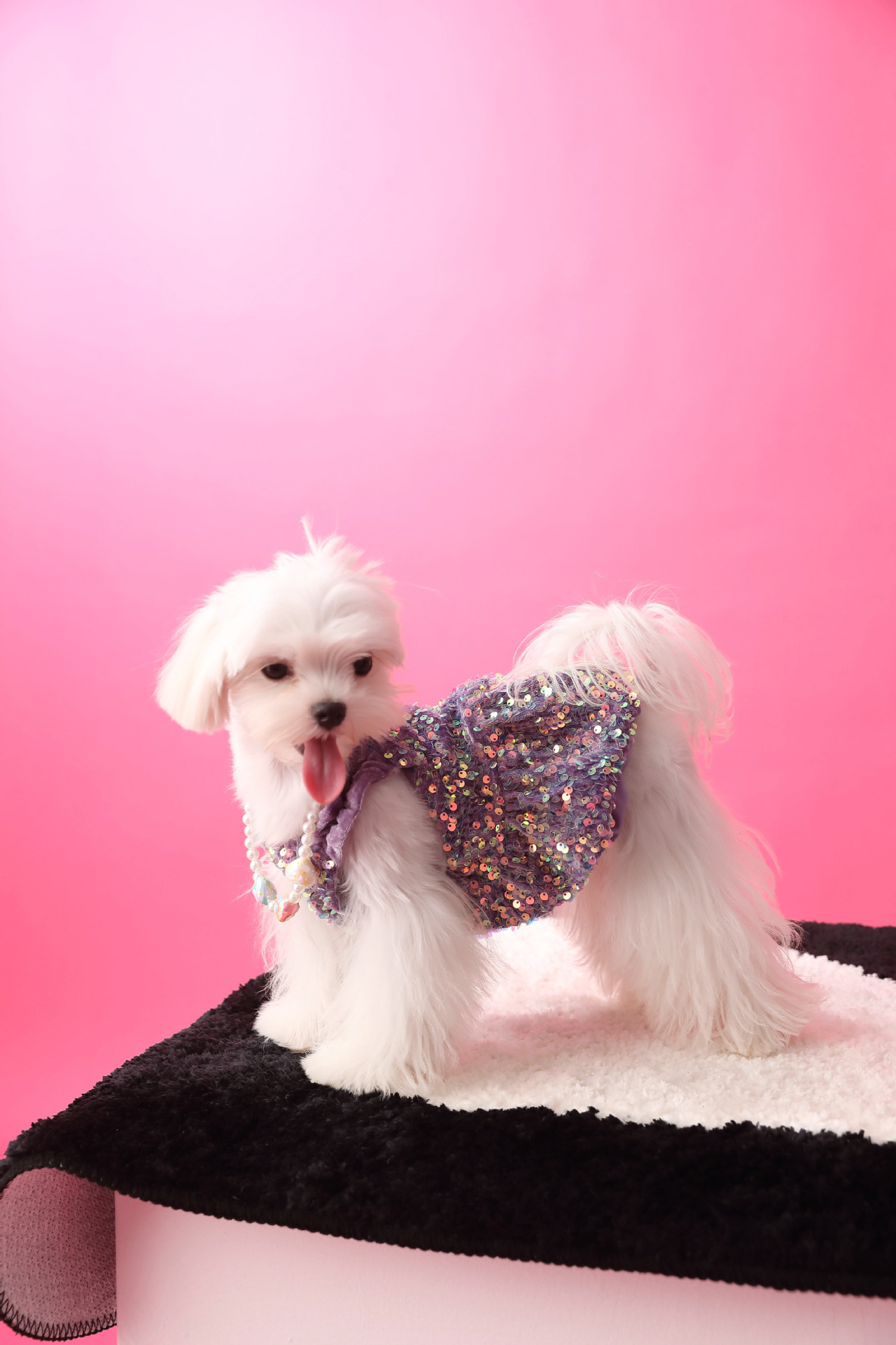 Female Dog Velvet Dress