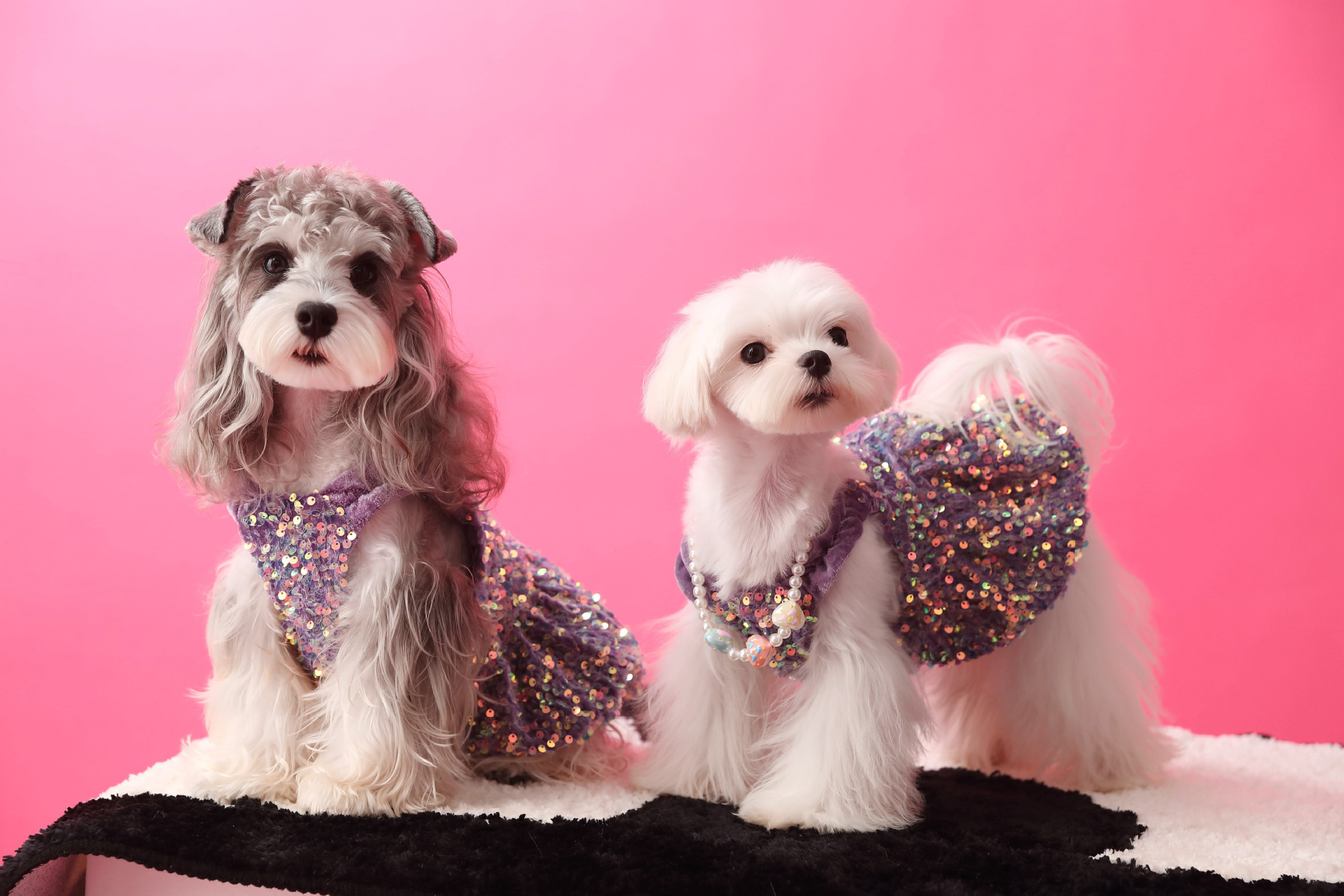 Female Dog Velvet Dress