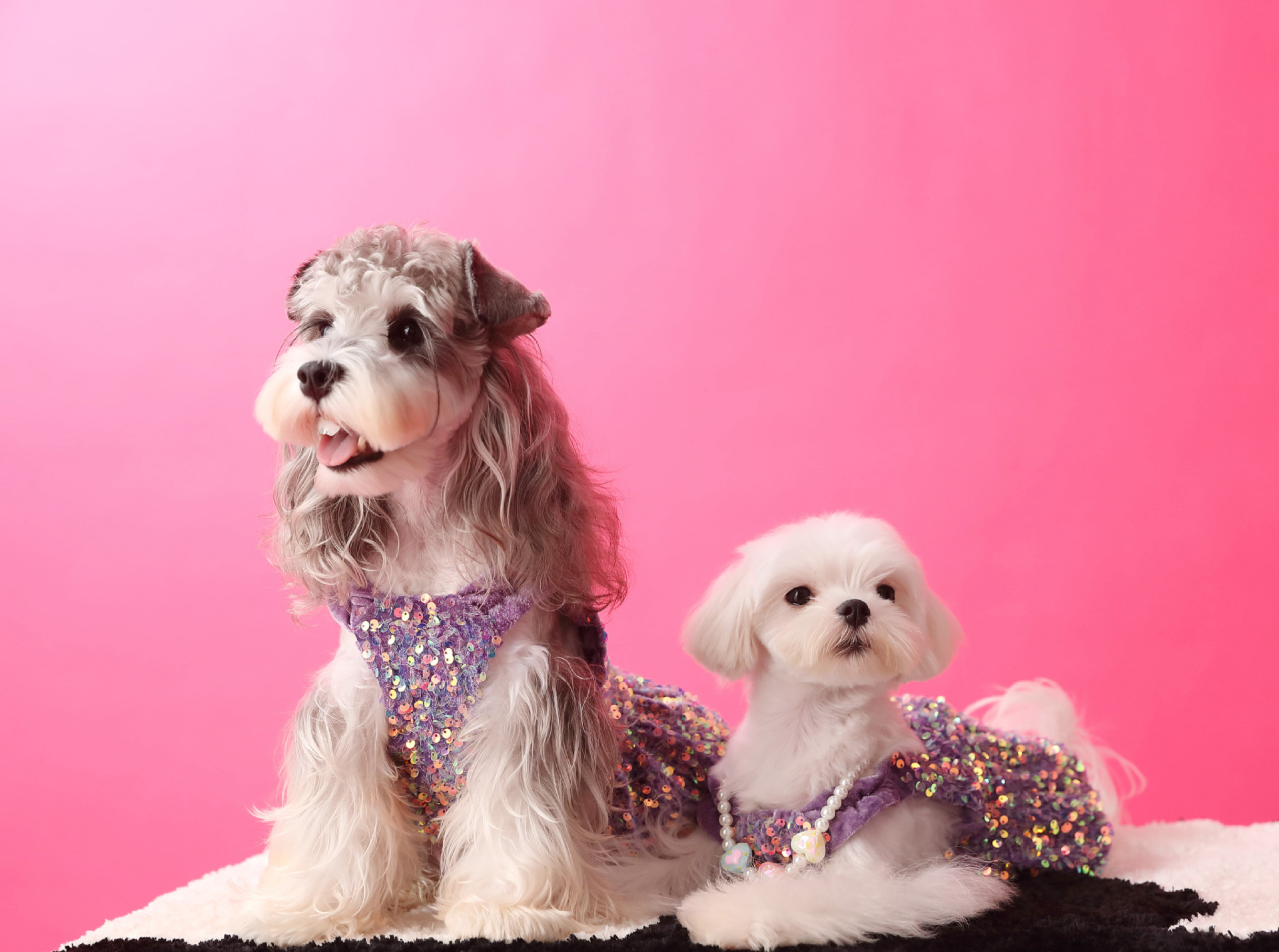 Female Dog Velvet Dress